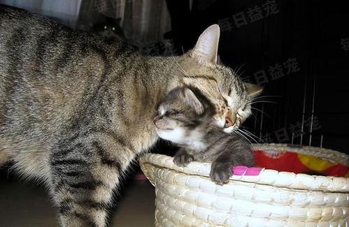娱乐吃瓜酱猫妈妈视频大全,萌宠视频大全集锦
