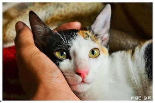 娱乐吃瓜酱猫妈妈视频大全,萌宠视频大全集锦